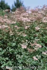 Filipendula palmata